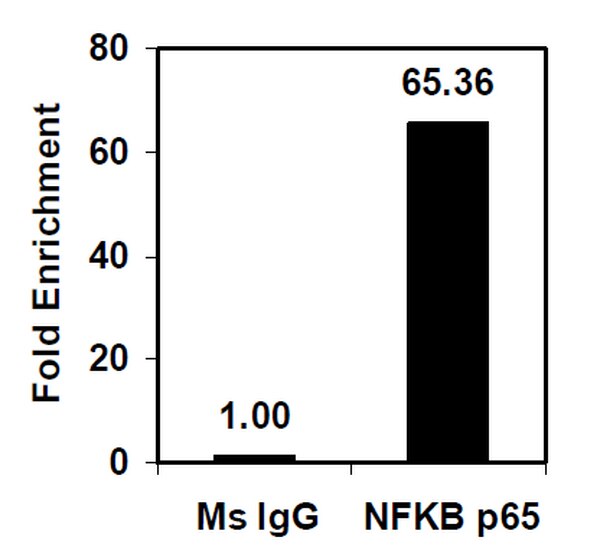 EZMagna ChIP™ A/G Chromatin Immunoprecipitation Kit 1710086